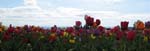 aIMG_5038-1