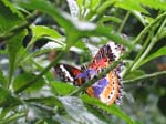IMG_4955