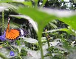 IMG_5003-1