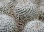 10-IMG_8798
