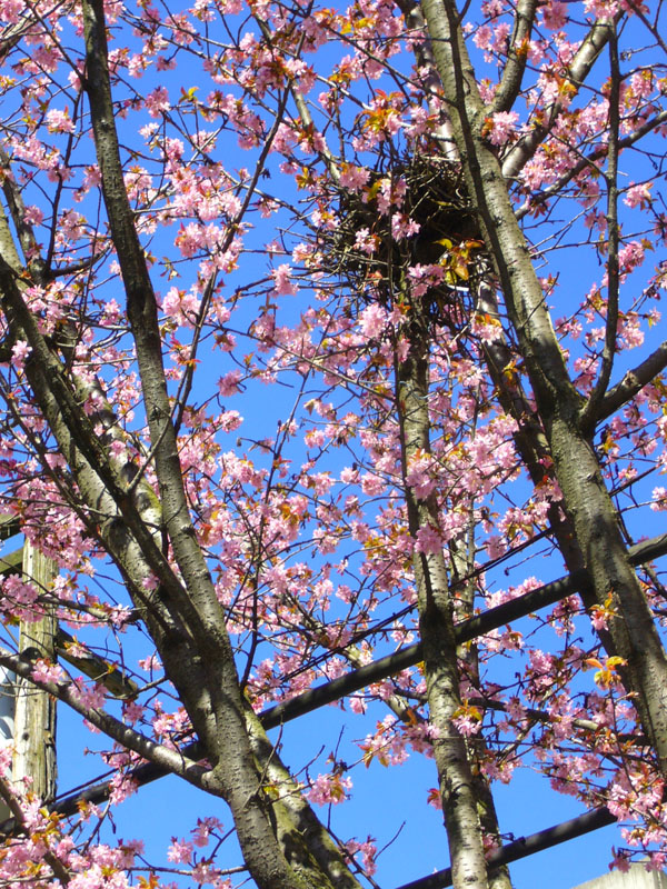 Day_trip_to_Vancouver_B.C.-fd0010