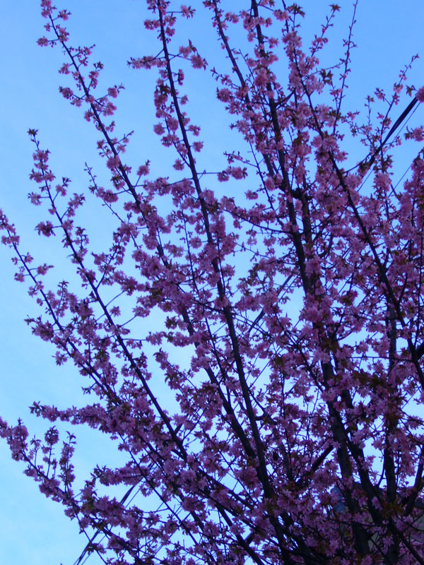 Day_trip_to_Vancouver_B.C.-fd0012