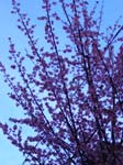Day_trip_to_Vancouver_B.C.-fd0012