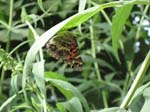 IMG_5342