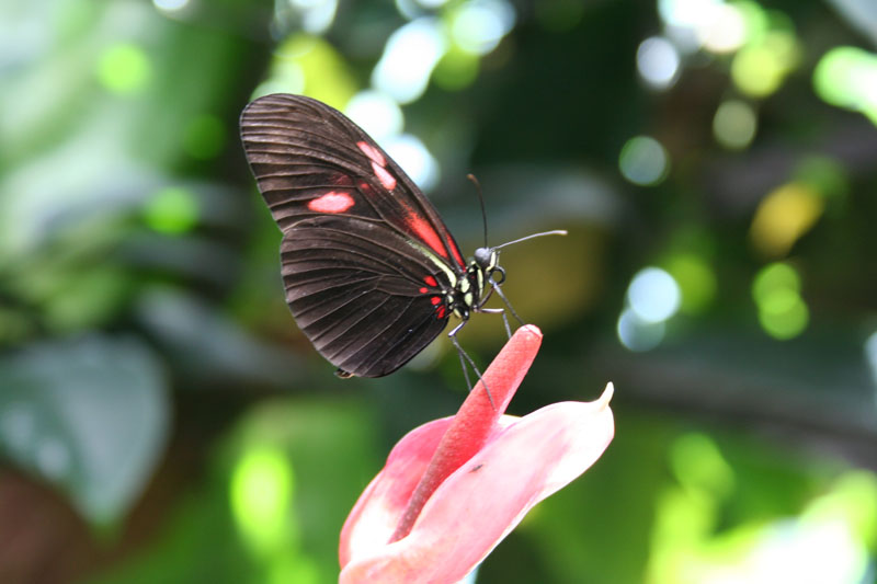 11-IMG_1982