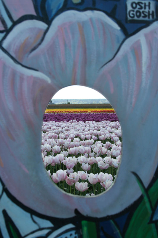 tulip