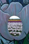 tulip
